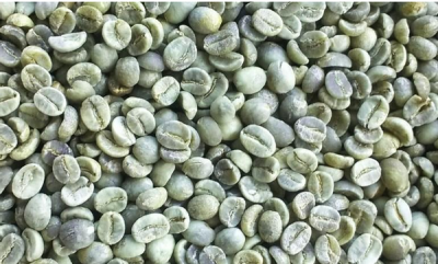 Fresh Coffee Seeds