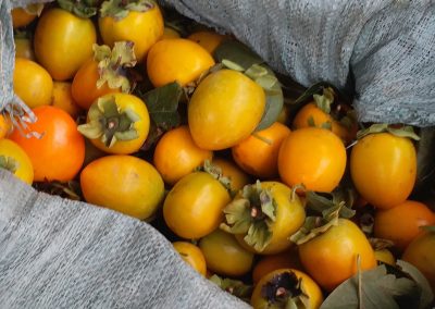 Crunchy-sweet fresh persimmons